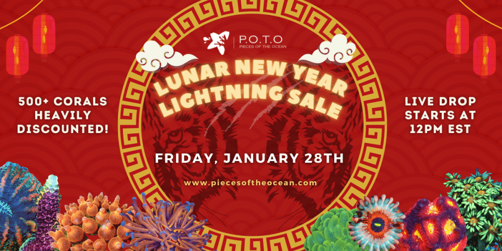 POTO Lunar New Year - 1200×600.png POTO Lunar New Year - 1200×600.png