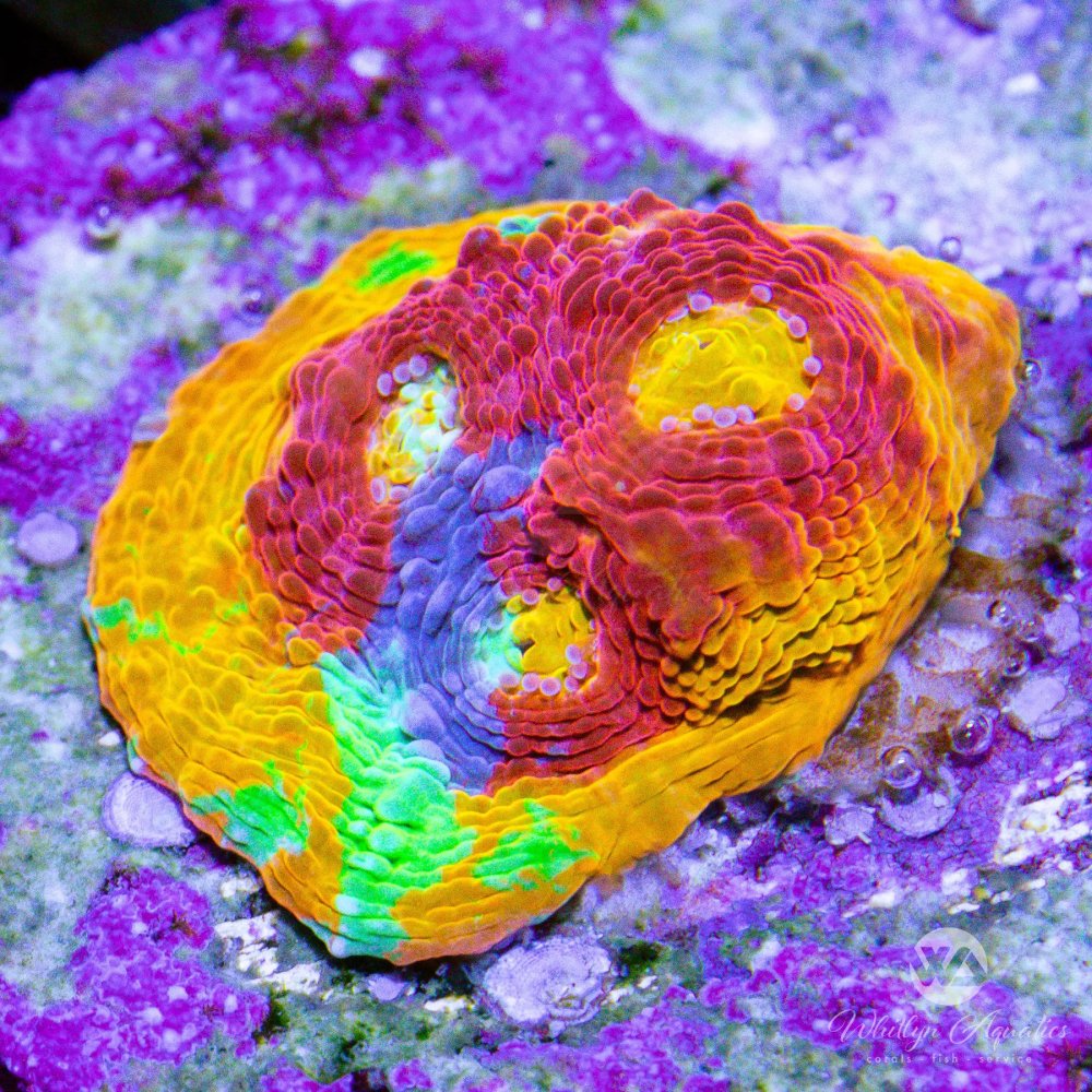 CoralAuction52_54492256-b126-4677-a50c-9ede8d6513b1.jpg CoralAuction52_54492256-b126-4677-a50c-9ede8d6513b1.jpg