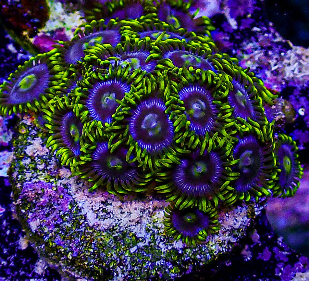 UC Blueberry Fields Zoas -229.JPG