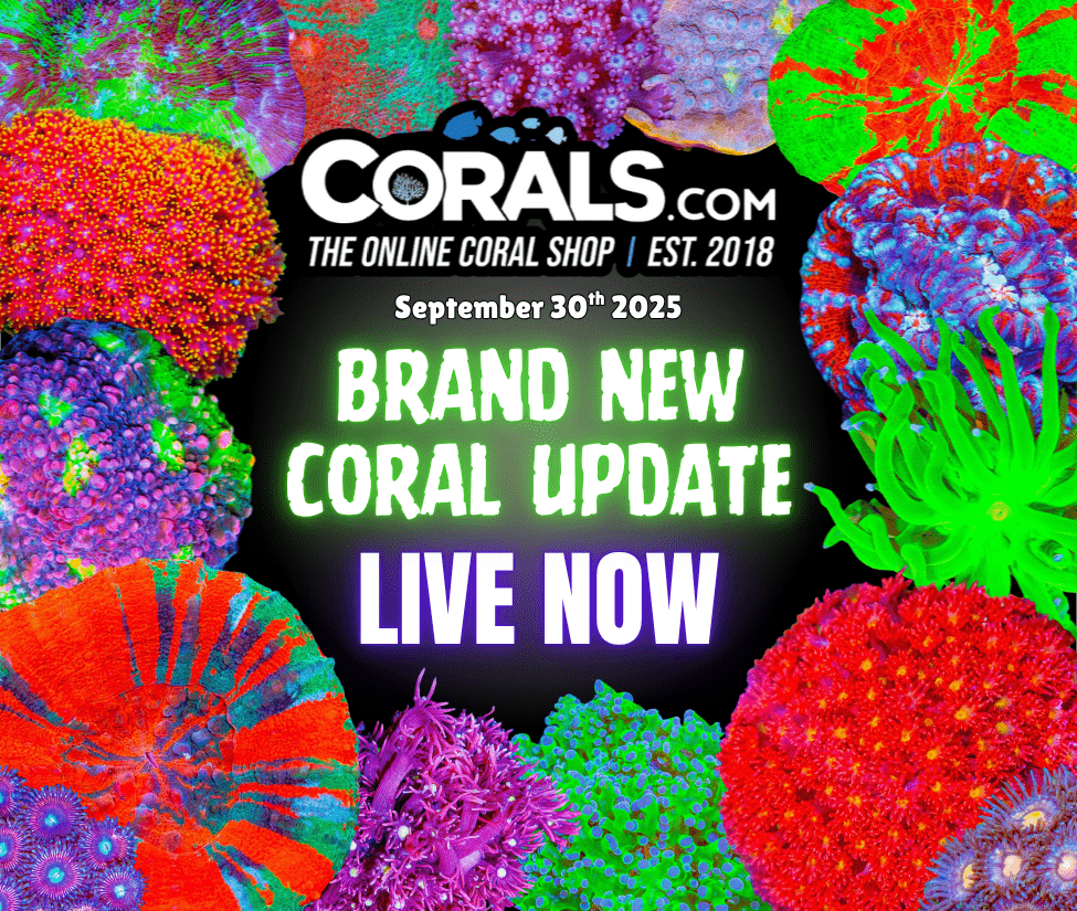 9.30 new coral.png