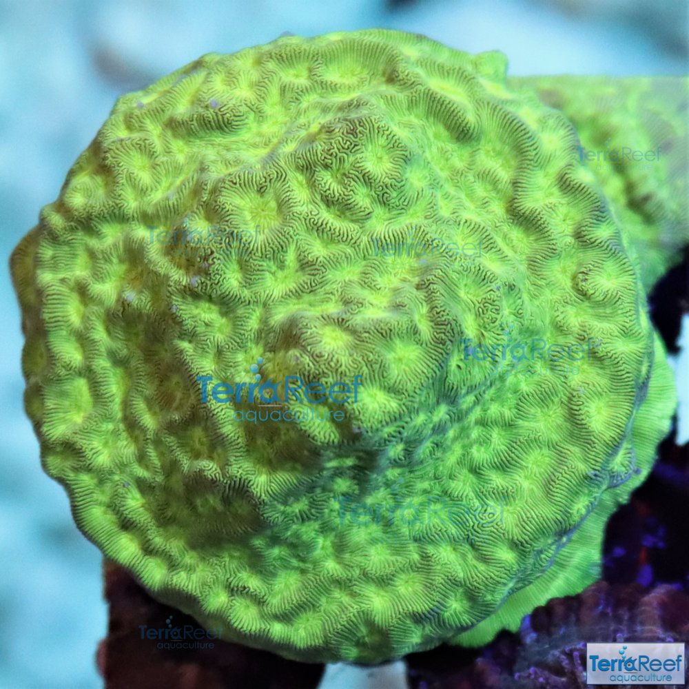 IMG_9334-Leptoseris-coral-green.jpg IMG_9334-Leptoseris-coral-green.jpg
