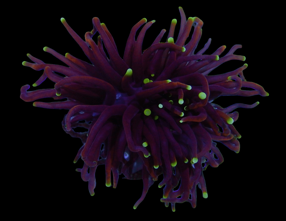 PhotoRoom-20220218_093311.png PhotoRoom-20220218_093311.png