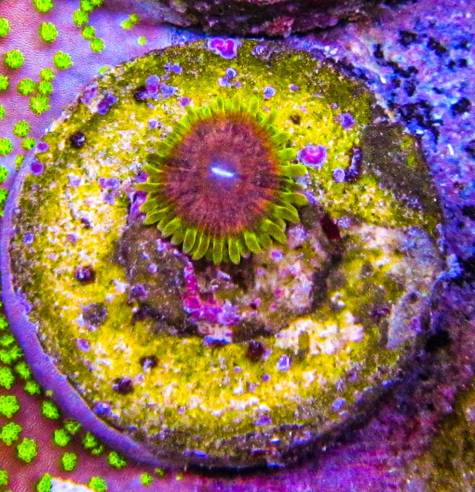 Predator Zoa_3735.JPG