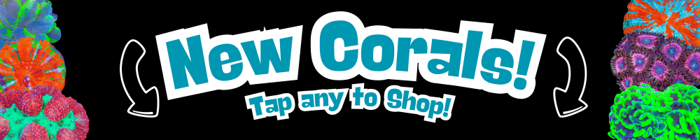 new corals(3).png