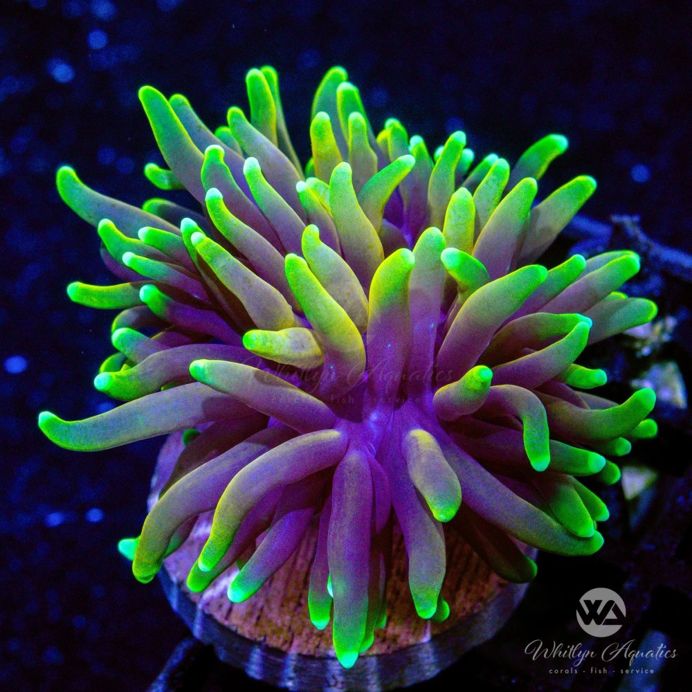 CoralAuction46_1d37922e-b3ac-4611-9a3f-9c6437df8e39.jpg CoralAuction46_1d37922e-b3ac-4611-9a3f-9c6437df8e39.jpg