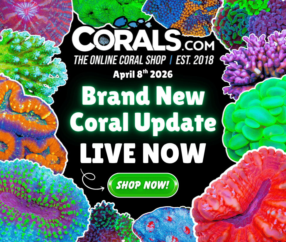 4.8 new coral.png