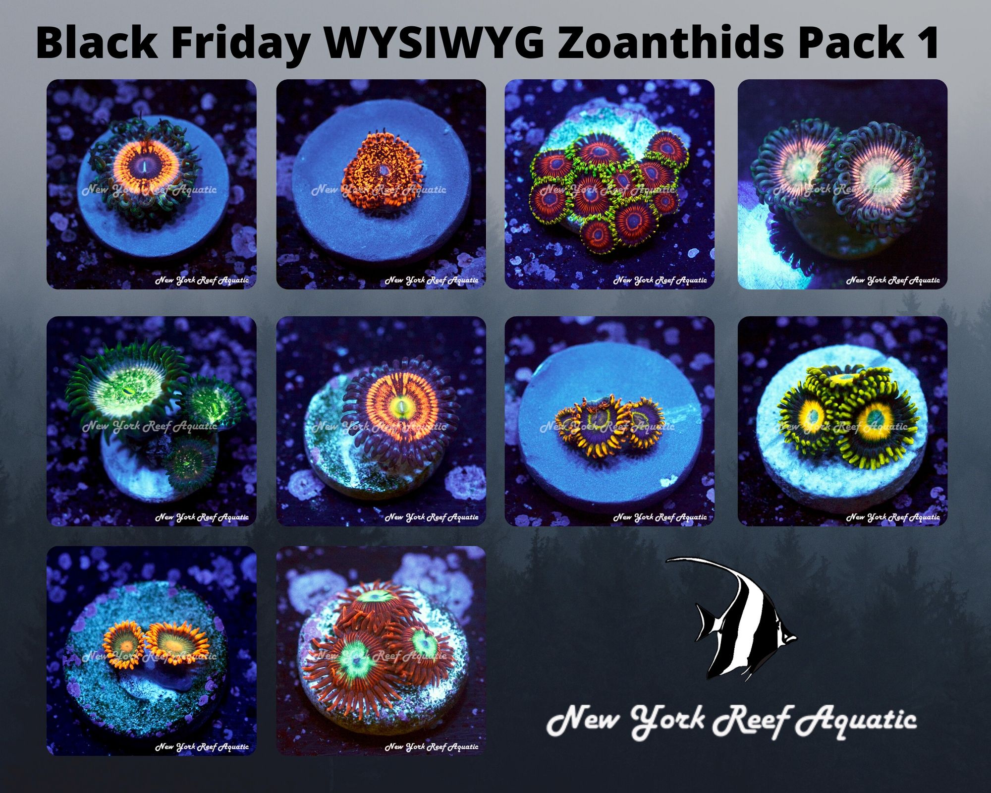 Zoanthids Pack 1.jpg