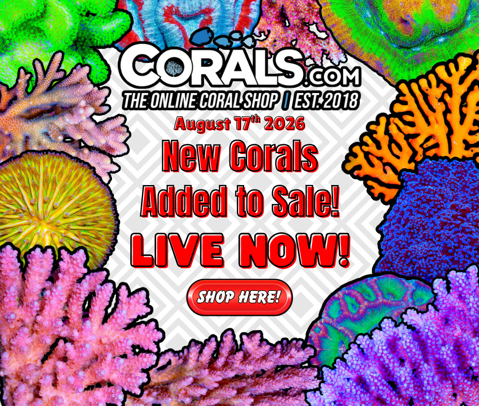 8.17.26 new coral.png