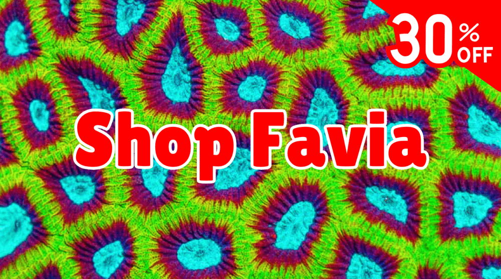 Shop Favia (1).png