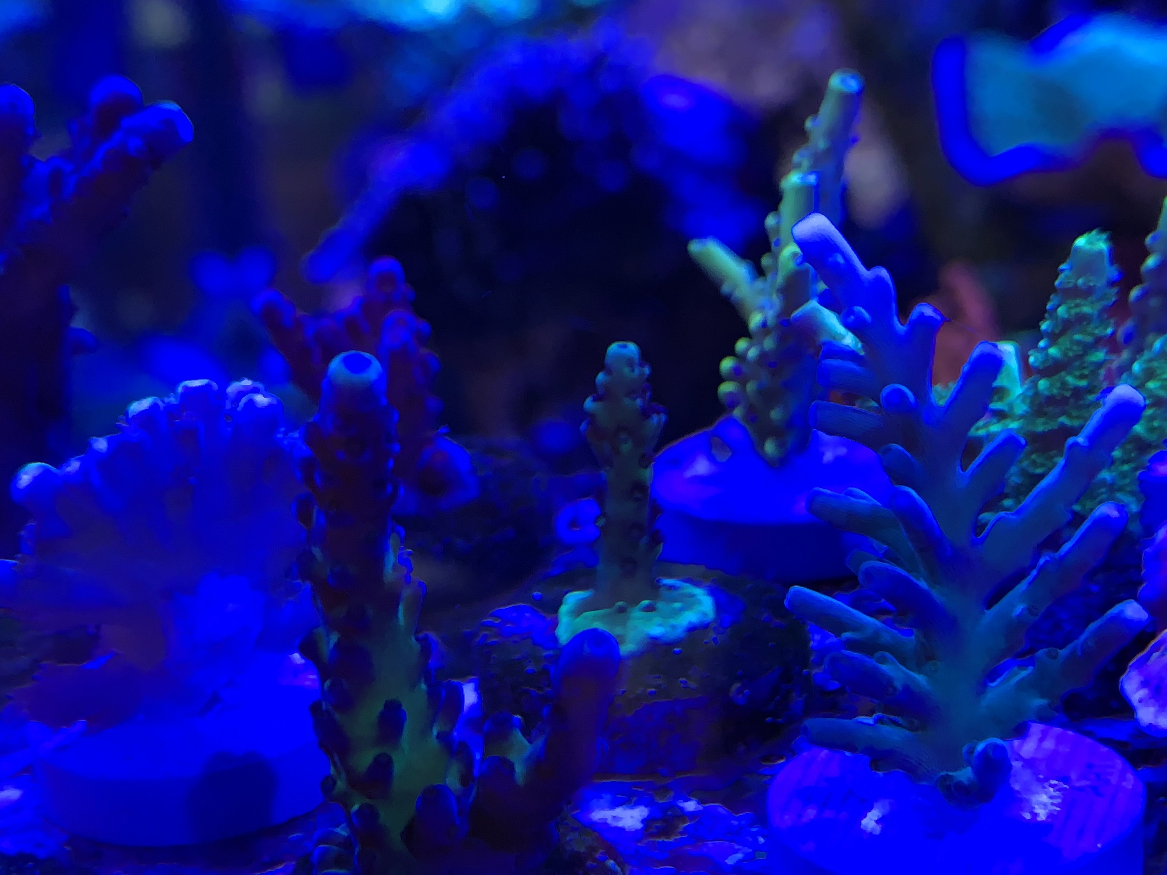 RR Pink Cadillac2.jpg