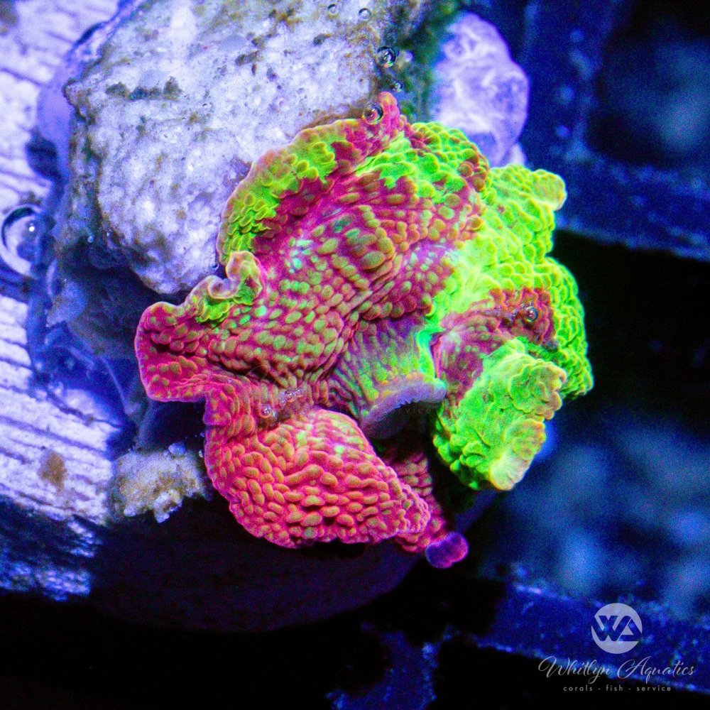 CoralAuction48_19c31041-559b-407d-9b04-0a5f4c930f4b.jpg CoralAuction48_19c31041-559b-407d-9b04-0a5f4c930f4b.jpg