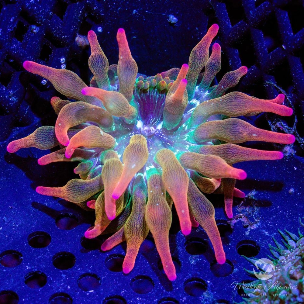 CoralAuction44_d1216e0a-9a16-4b83-b480-a8983123d8b5.jpg
