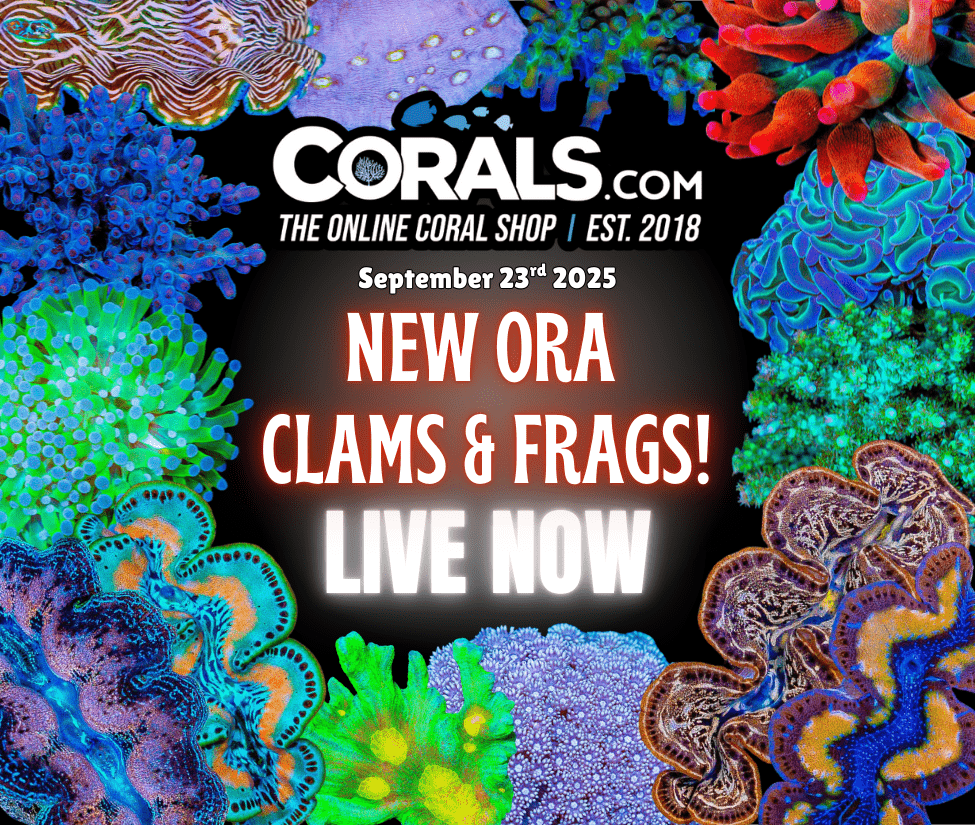 9.23 new coral.png