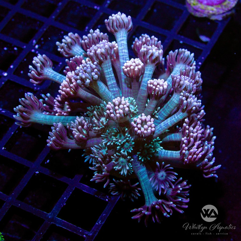 CoralAuction4_c5f0e245-3e9b-429b-b93d-0cb7a5c93565.jpg