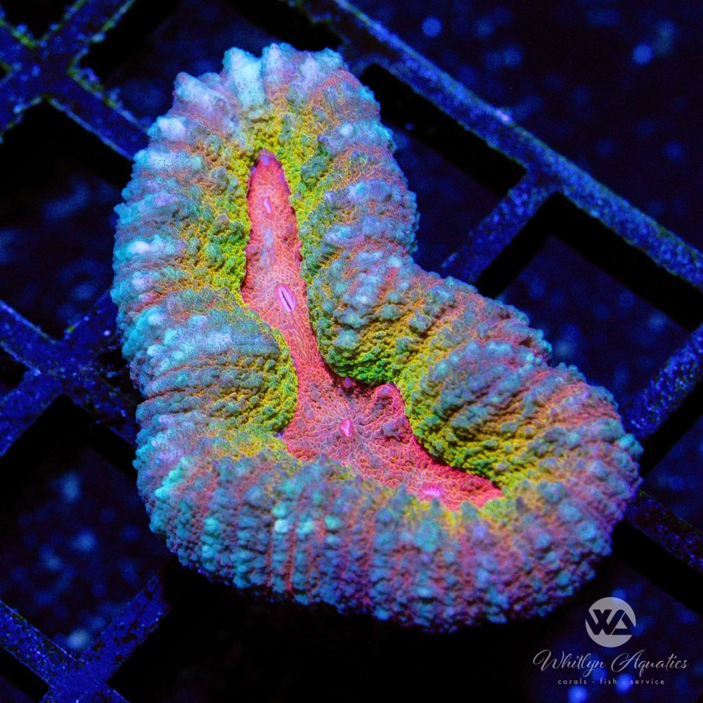 CoralAuction22_d0b51b60-4a95-4a98-b815-bc66335d62a7.jpg CoralAuction22_d0b51b60-4a95-4a98-b815-bc66335d62a7.jpg
