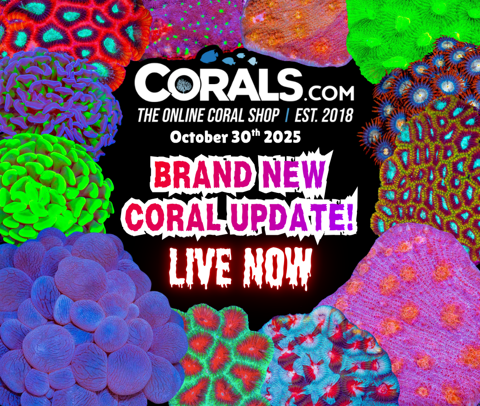 10.30 new coral.png