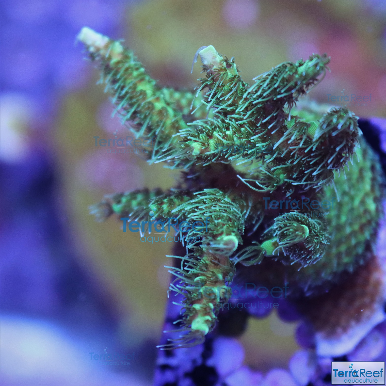 IMG_1590-small-Frilly-Acro-Acropora-WYSIWYG-Frag.jpg