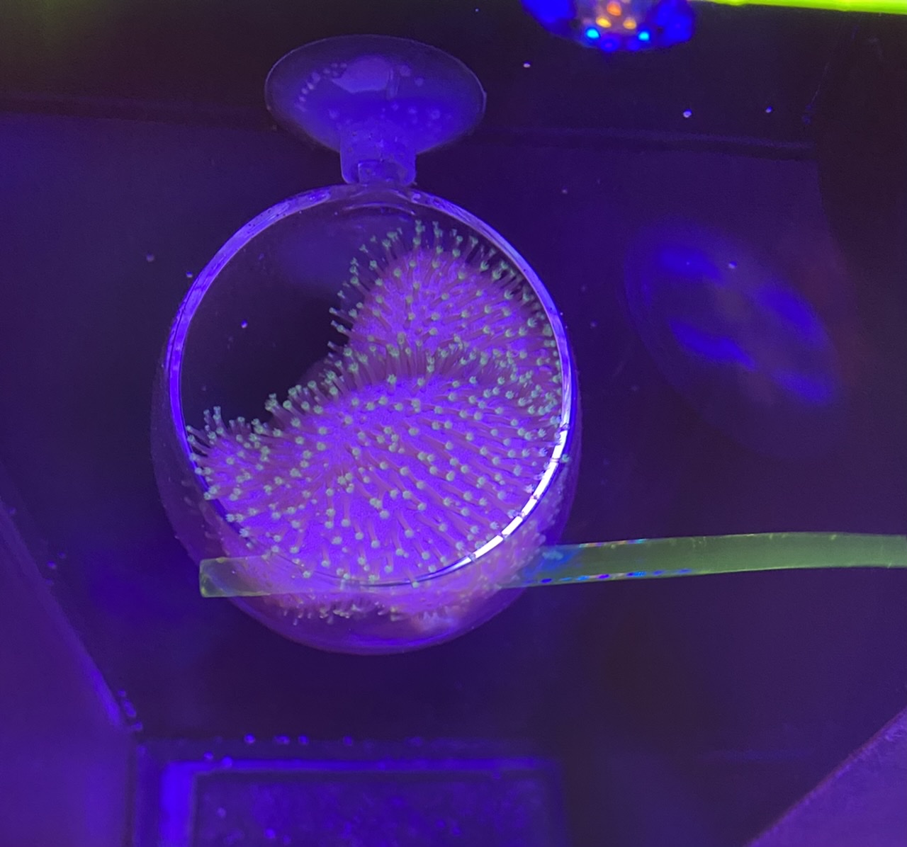 ED10EC70-731A-4175-B1CA-666BEF1CDE56.jpeg