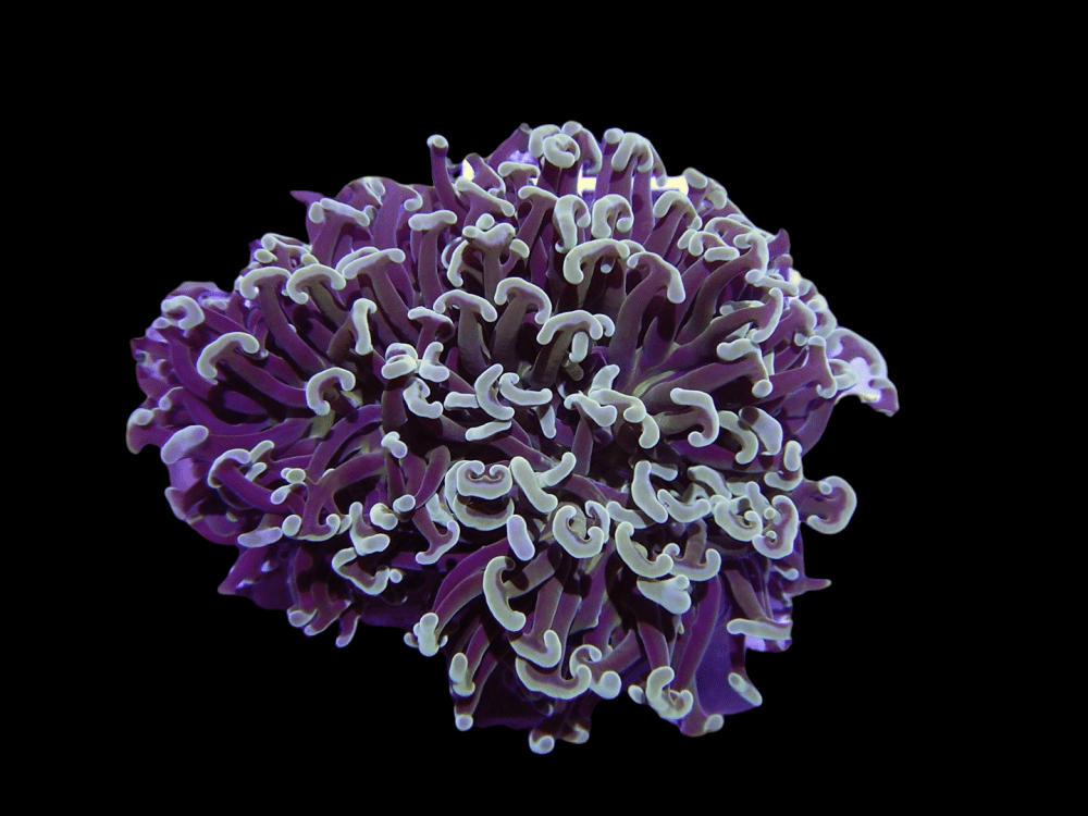 PhotoRoom-20220201_135026.png PhotoRoom-20220201_135026.png