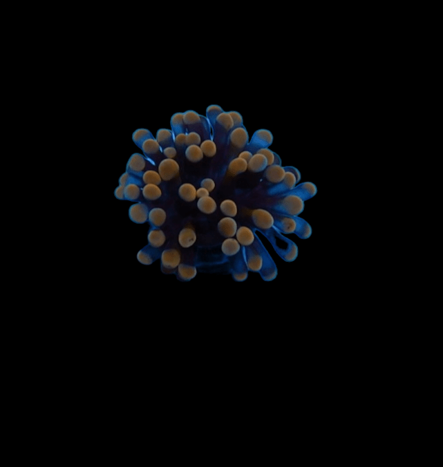 PhotoRoom-20211223_113921_4.png PhotoRoom-20211223_113921_4.png