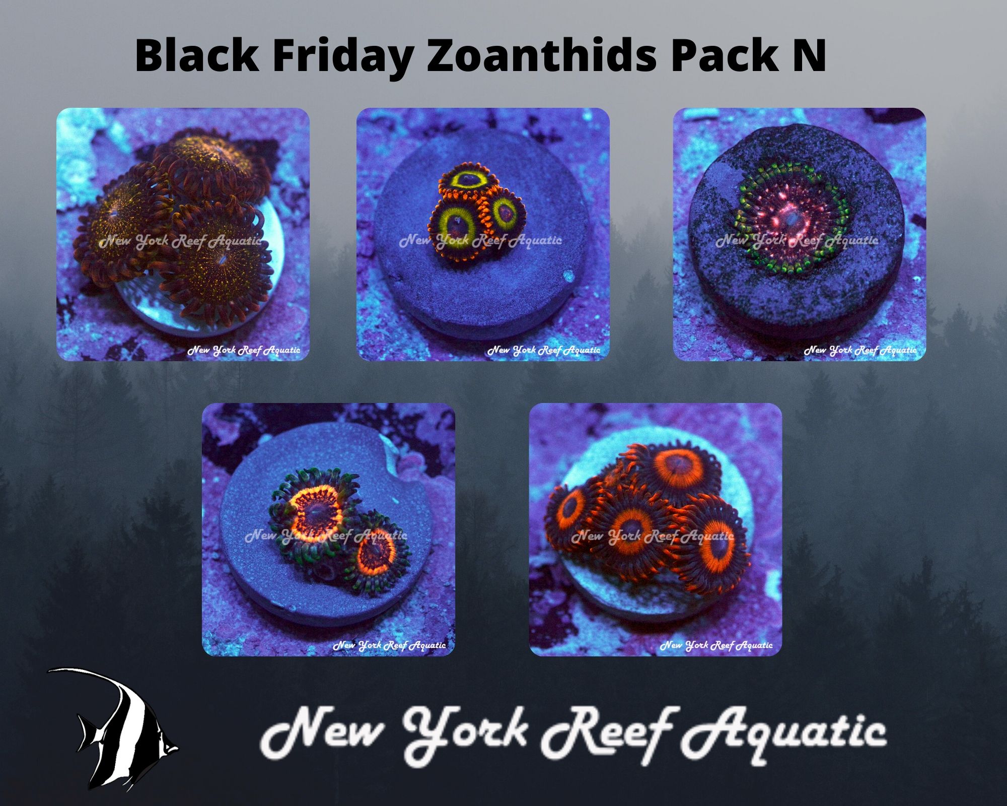 Zoanthids Pack N.jpg