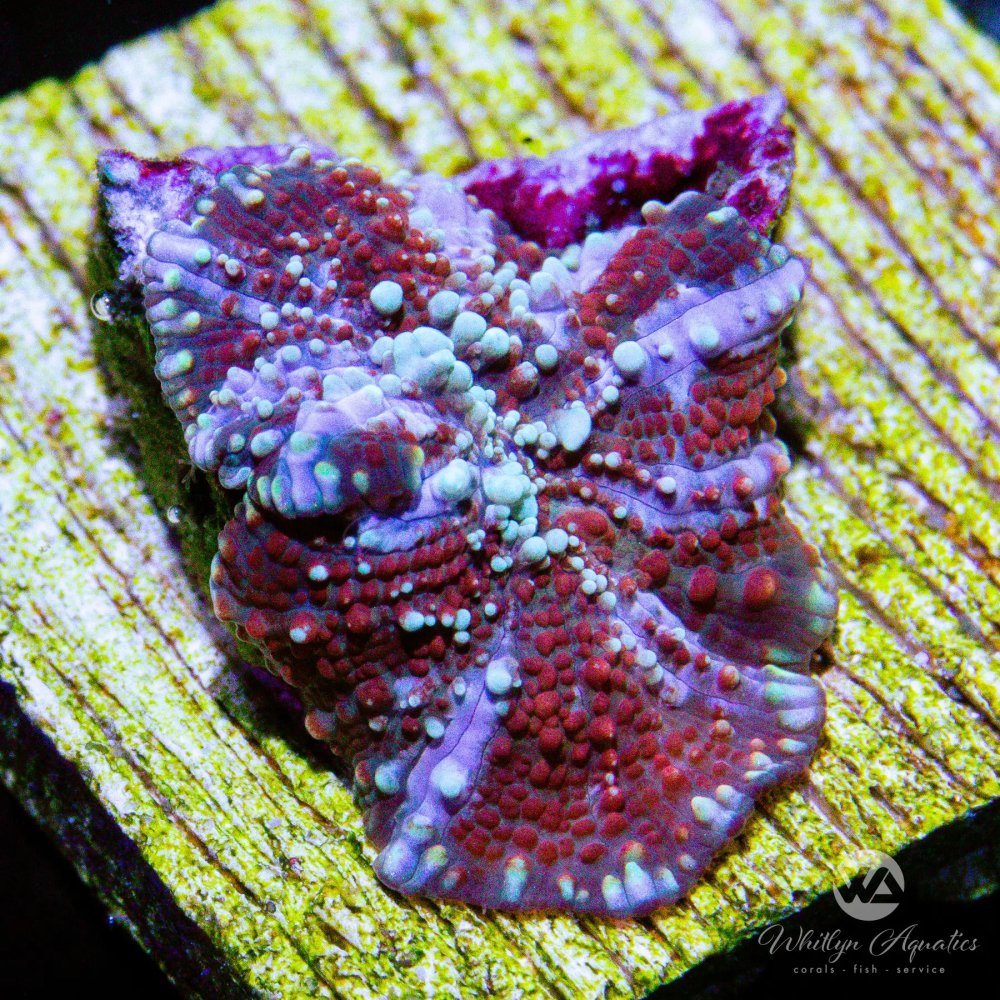 CoralAuction27_d995ac1c-f0b5-4d2c-90dd-2ba8a8055860.jpg
