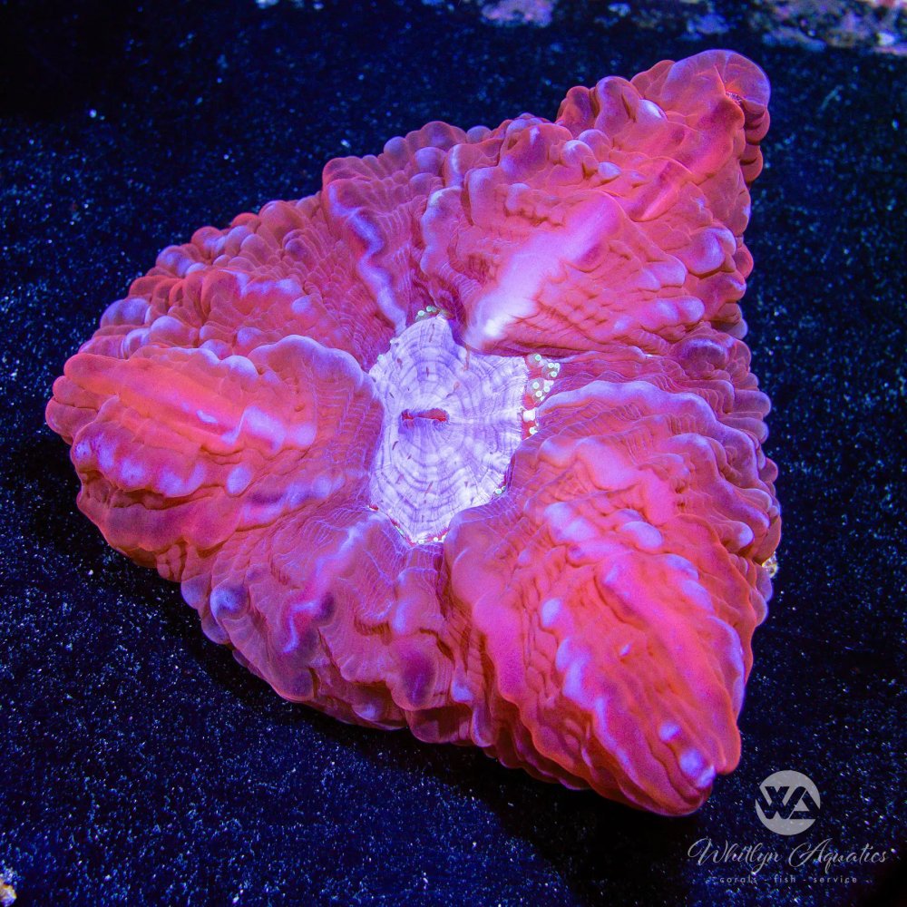 CoralAuction47_5677bfcd-baac-4ebb-8e29-fc79022daf08.jpg CoralAuction47_5677bfcd-baac-4ebb-8e29-fc79022daf08.jpg