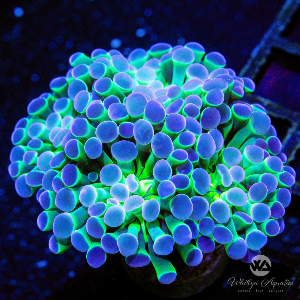 CoralAuction45_473fa0c4-1eed-44fb-af2c-f9ea8933b2ec.jpg CoralAuction45_473fa0c4-1eed-44fb-af2c-f9ea8933b2ec.jpg