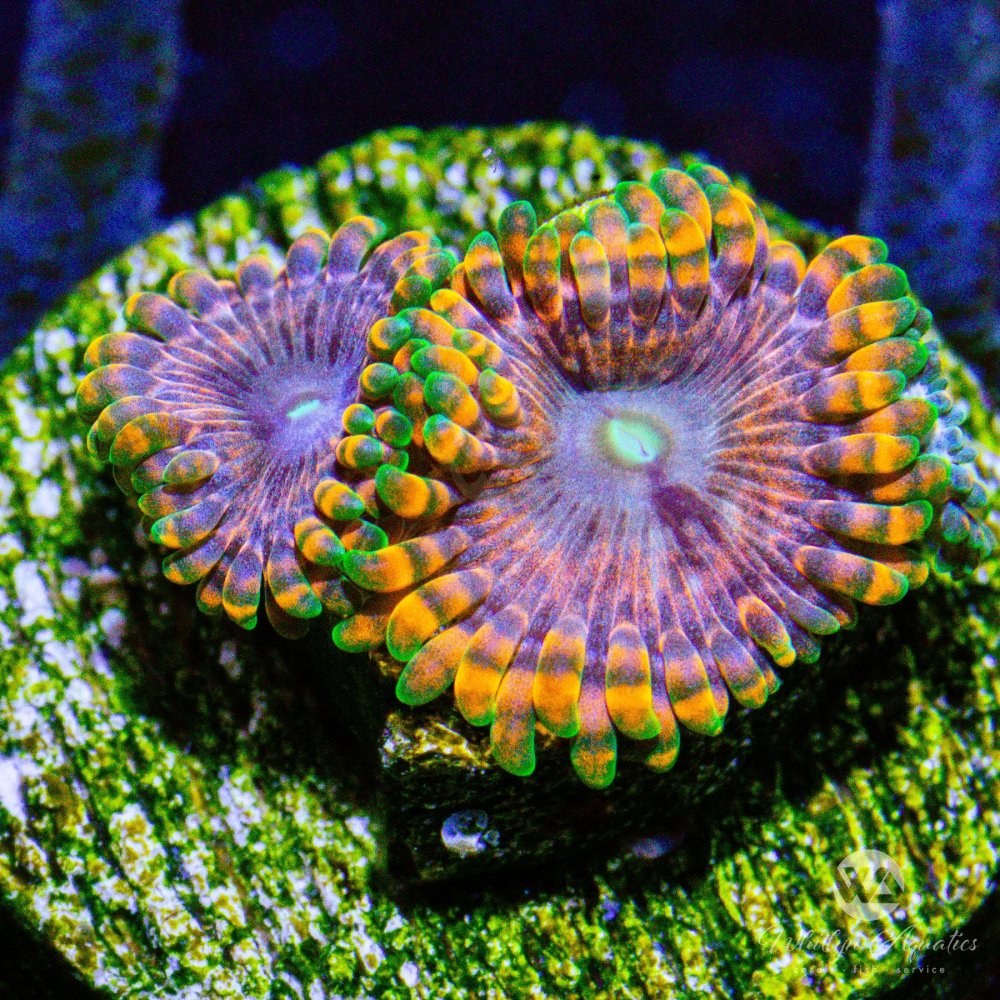 CoralAuction33_77b83d8f-52c9-4da4-89f4-f41bbea58ac2.jpg