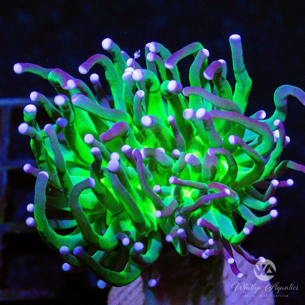 CoralAuction38_340c48c6-0a74-45f1-8eba-e03b54934742.jpg
