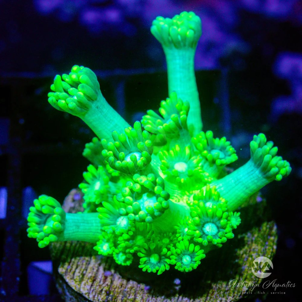 CoralAuction5_a79ceb2c-4317-4cc2-8166-4db852af95d6.jpg CoralAuction5_a79ceb2c-4317-4cc2-8166-4db852af95d6.jpg