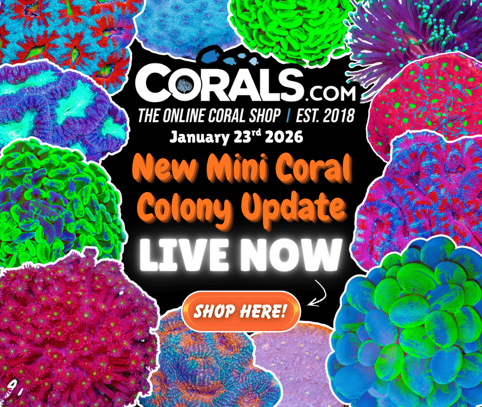 1.23 new coral.png