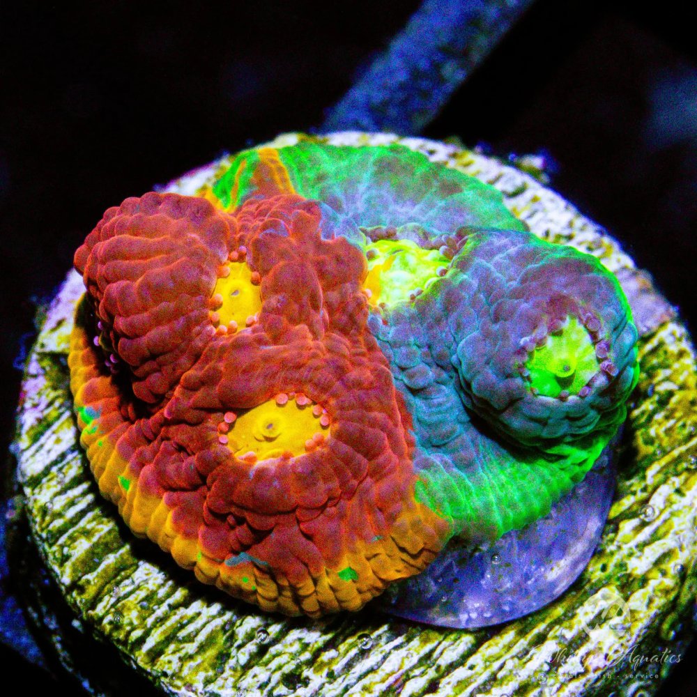 CoralAuction38_10534b94-e7fc-47b0-9e45-907995370105.jpg