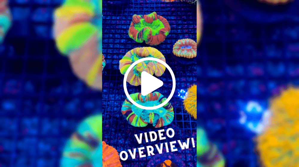 Video Overview!.png