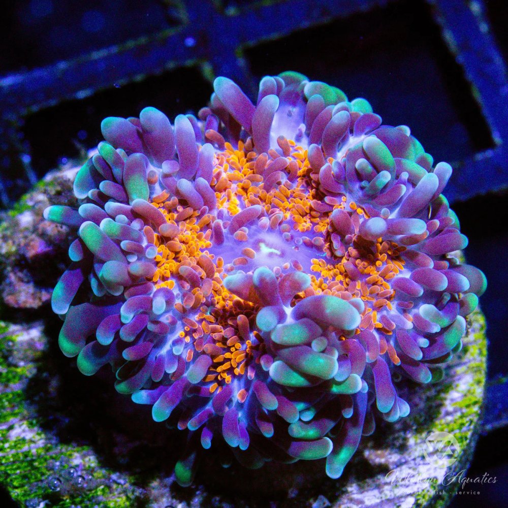 CoralAuction41_bfb626ad-869e-4216-b69c-fa3597929aea.jpg CoralAuction41_bfb626ad-869e-4216-b69c-fa3597929aea.jpg