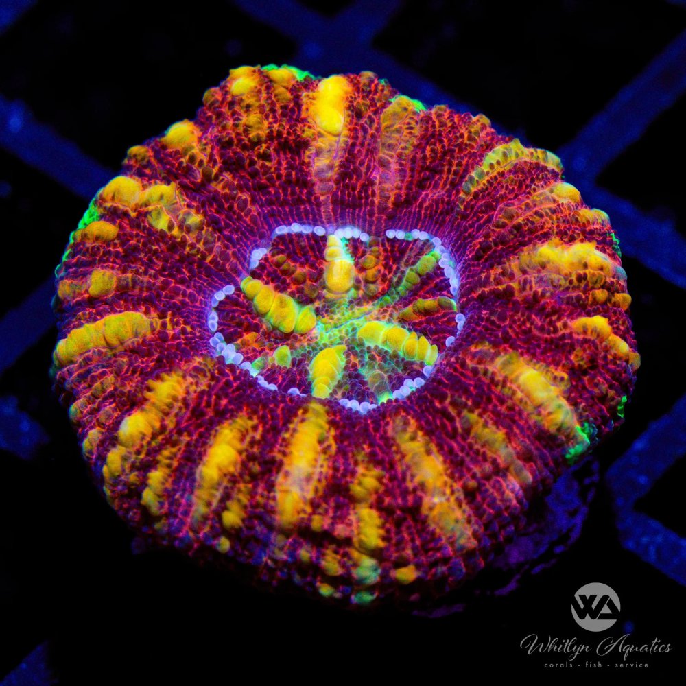 CoralAuction41_e65c4856-6d4a-49d8-9253-095a7c36fcba.jpg CoralAuction41_e65c4856-6d4a-49d8-9253-095a7c36fcba.jpg