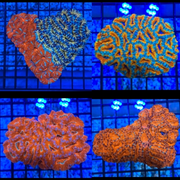 Untitled (600 × 600 px) (600 × 600 px) (600 × 600 px)(3).jpg