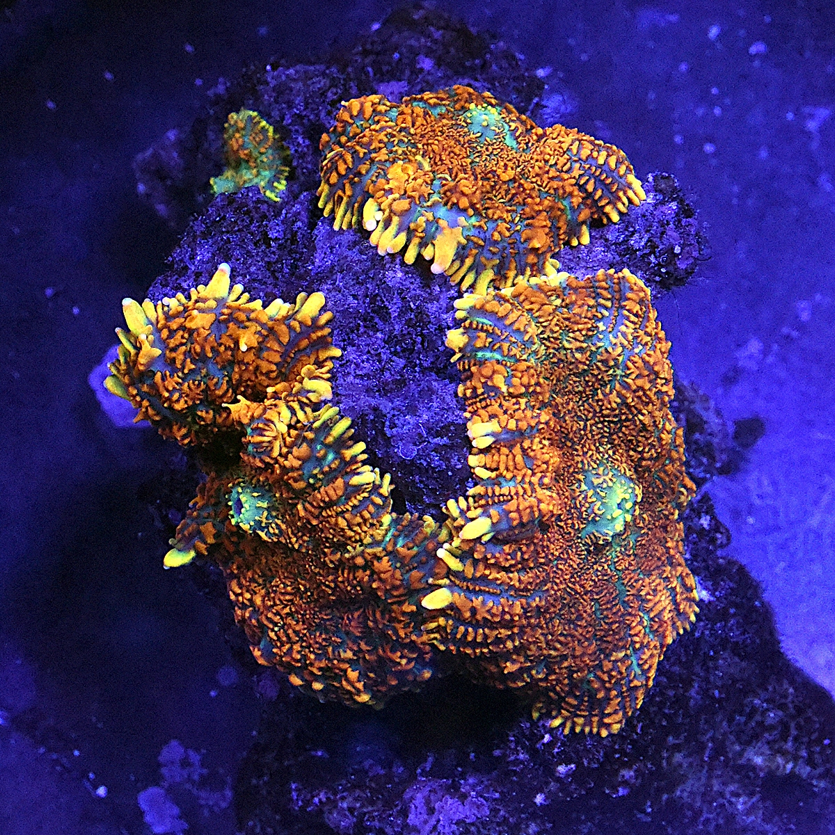 DSC_5102.JPG