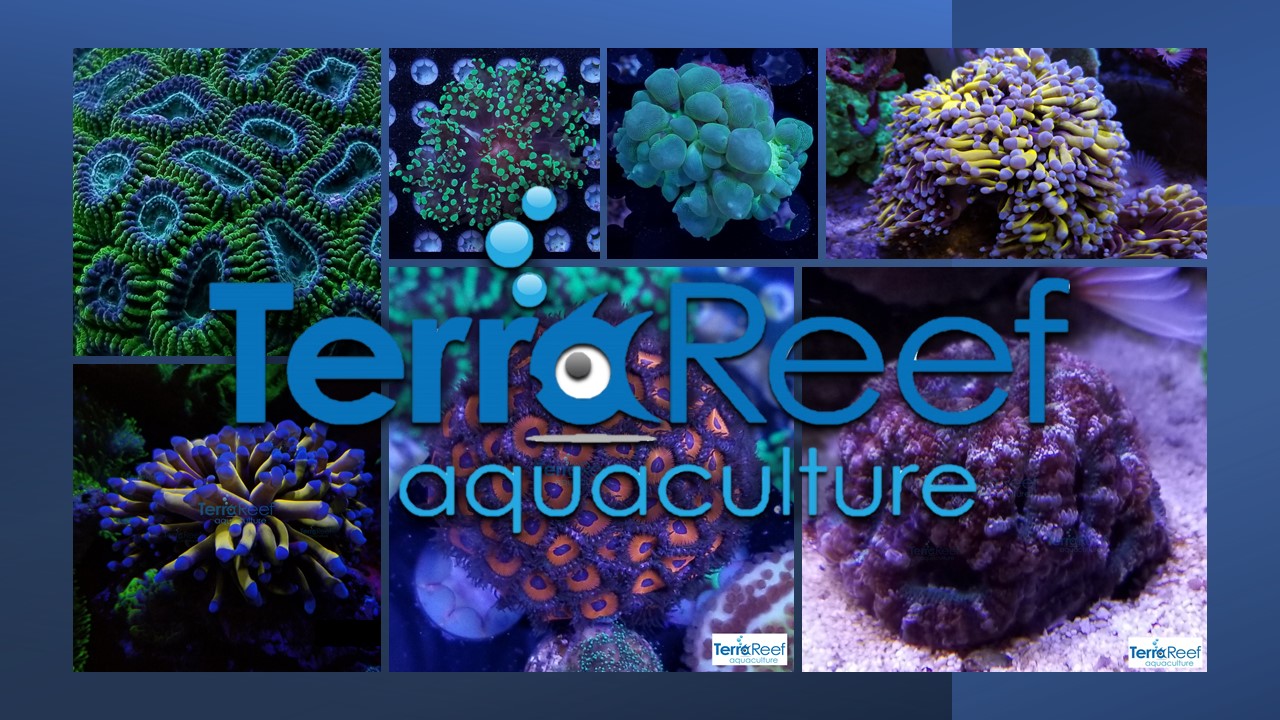 2021 TerraReef Ad Aquacultured Corals For Sale Online.jpg