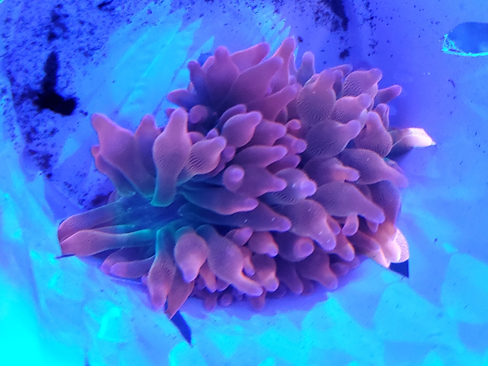 rainbow bubble tip anemone.jpg