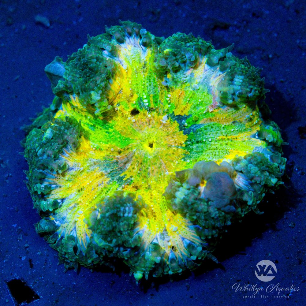 CoralAuction44_a95c3ab7-96ad-42fb-80bc-1c69487a0ddf.jpg CoralAuction44_a95c3ab7-96ad-42fb-80bc-1c69487a0ddf.jpg