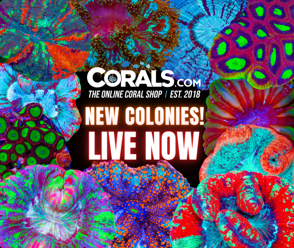 new corals 6.5(1).png