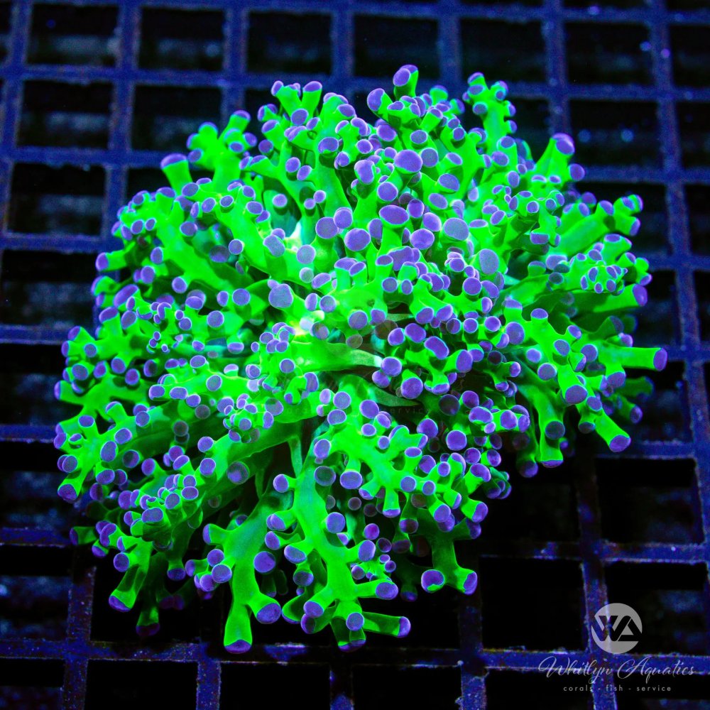 CoralAuction46_5649ec2d-8e83-469b-b8f1-b5df12aa071f.jpg CoralAuction46_5649ec2d-8e83-469b-b8f1-b5df12aa071f.jpg