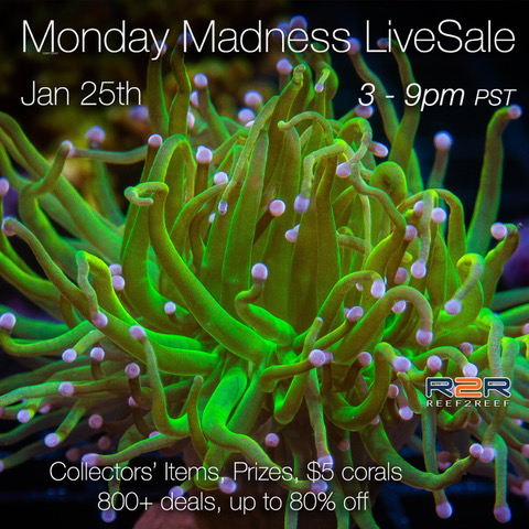 R2R-JAN25-LS-Mondaymadness-square-banner.jpeg R2R-JAN25-LS-Mondaymadness-square-banner.jpeg