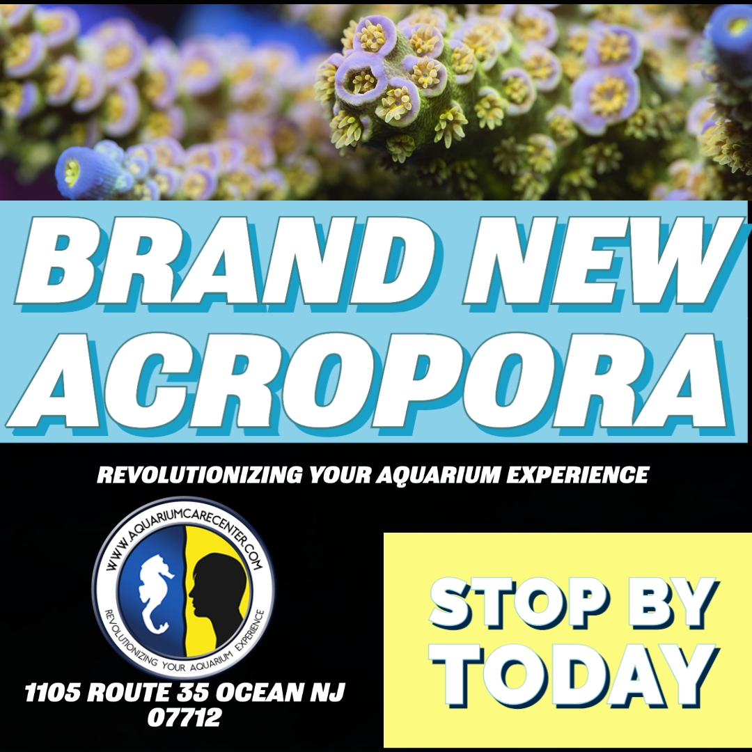 acropora.jpg