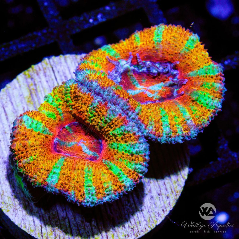 CoralAuction48_732434ba-8294-4284-b5bb-369680b4d585.jpg CoralAuction48_732434ba-8294-4284-b5bb-369680b4d585.jpg