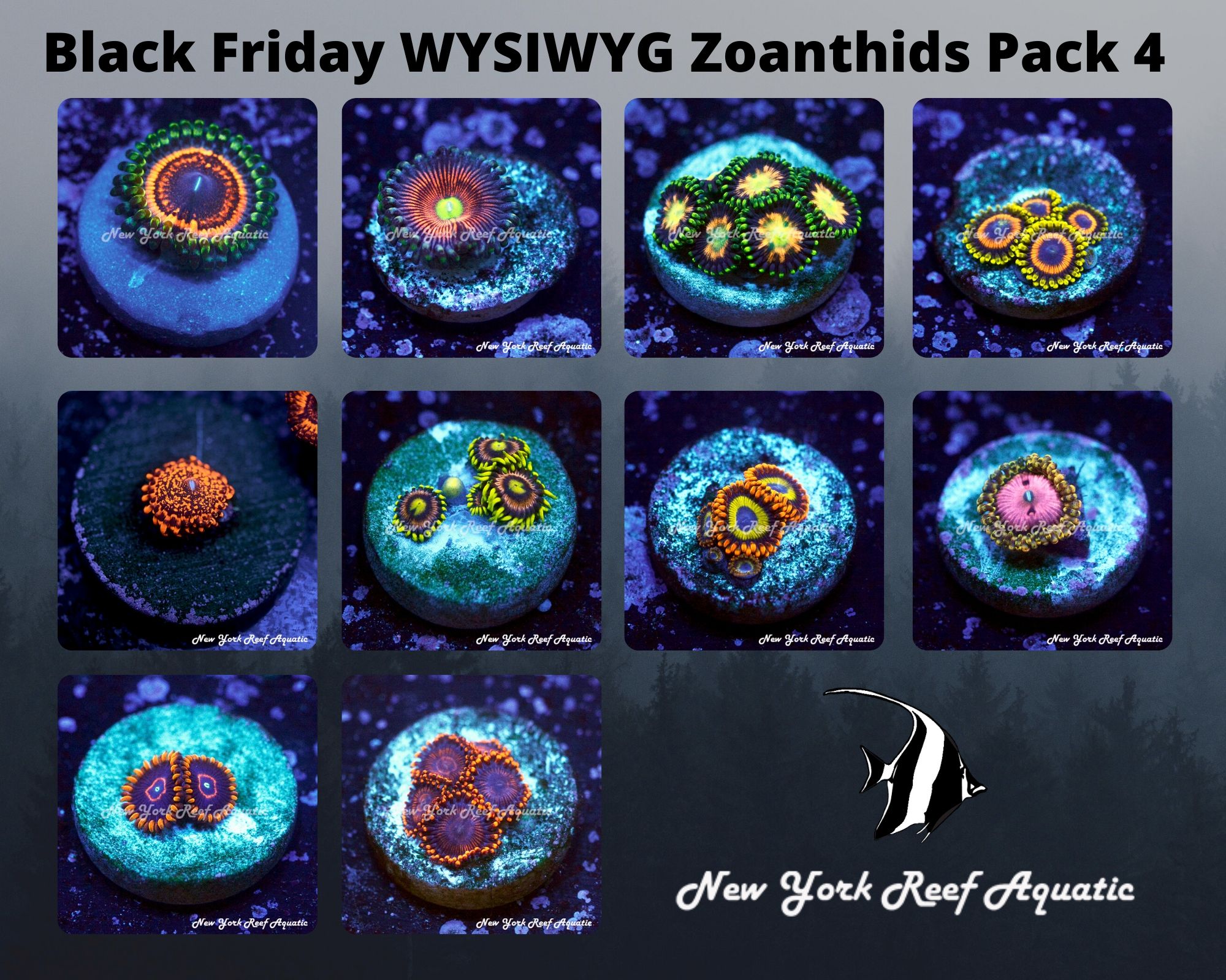 Zoanthids Pack 4.jpg