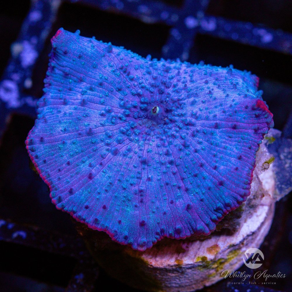 CoralAuction42_cd2b50b8-a149-4f7b-bad9-a4cdffaf3405.jpg CoralAuction42_cd2b50b8-a149-4f7b-bad9-a4cdffaf3405.jpg