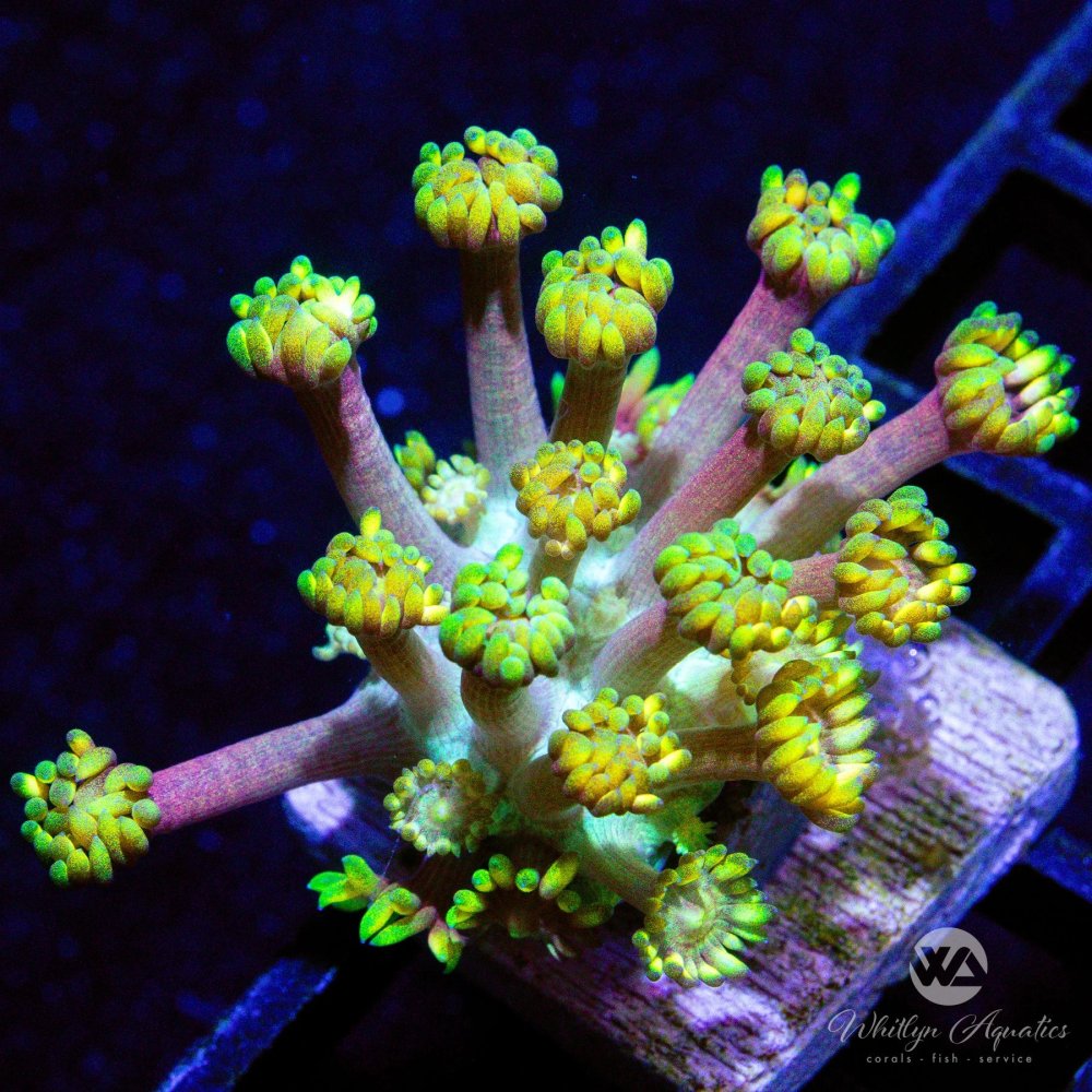 CoralAuction44_500bc188-d5f6-4db2-a6bd-49164d8f5180.jpg CoralAuction44_500bc188-d5f6-4db2-a6bd-49164d8f5180.jpg