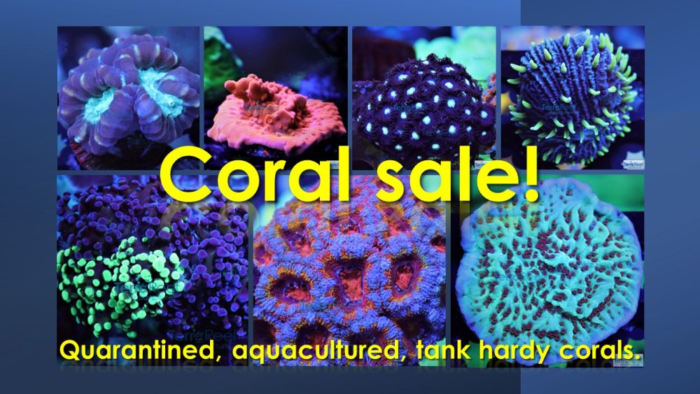 quarentined aquacultured corals for sale.jpg